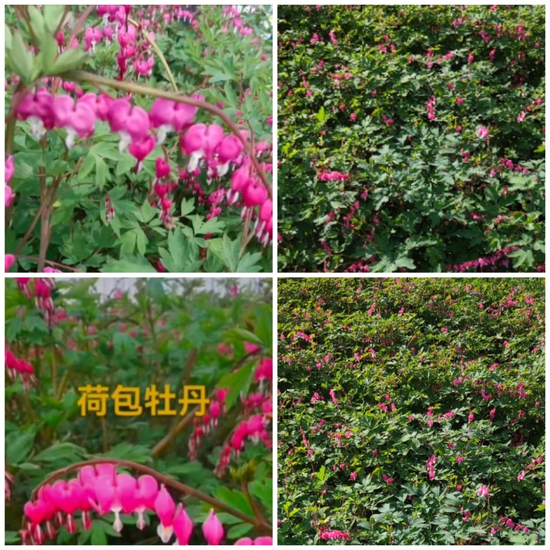 荷包牡丹花，荷包，牡丹，