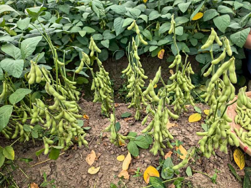 绿宝石毛豆产地直销量大质优价格优惠一手货源欢迎咨询