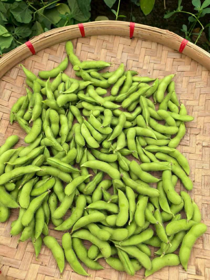 绿宝石毛豆产地直销量大质优价格优惠一手货源欢迎咨询