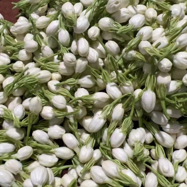 茉莉花鲜花精选新鲜茉莉花茶用花香包现摘现发各地都可以发货