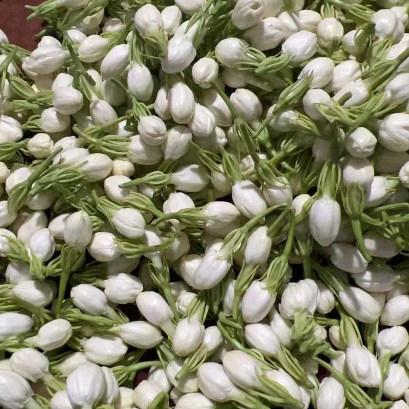 茉莉花鲜花精选新鲜茉莉花茶用花香包现摘现发各地都可以发货