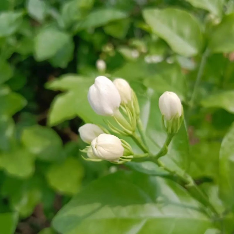 茉莉花鲜花精选新鲜茉莉花茶用花香包现摘现发各地都可以发货