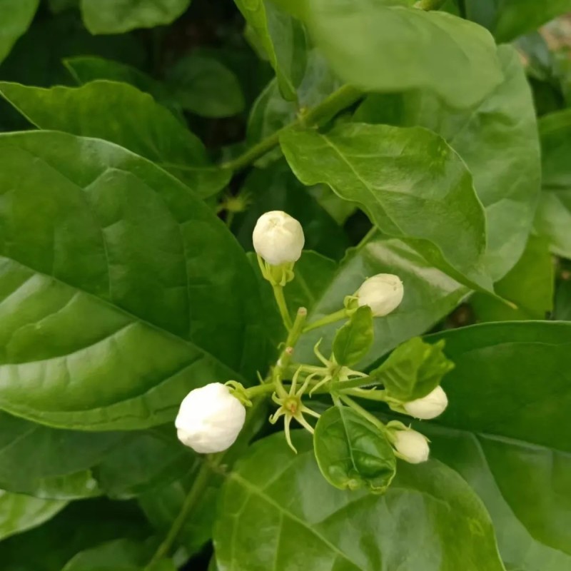 茉莉花鲜花精选新鲜茉莉花茶用花香包现摘现发各地都可以发货