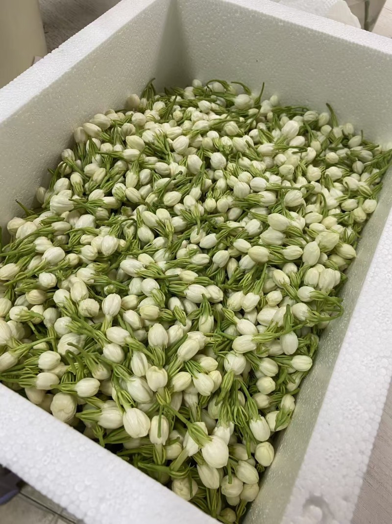 茉莉花鲜花精选新鲜茉莉花茶用花香包现摘现发各地都可以发货