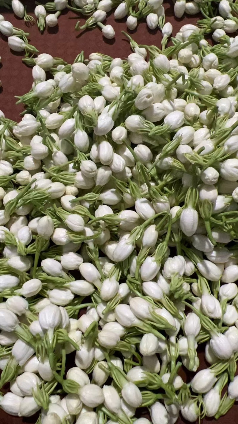 茉莉花鲜花精选新鲜茉莉花茶用花香包现摘现发各地都可以发货