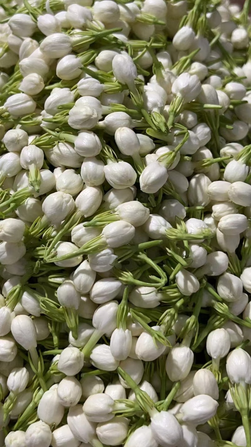 茉莉花鲜花精选新鲜茉莉花茶用花香包现摘现发各地都可以发货