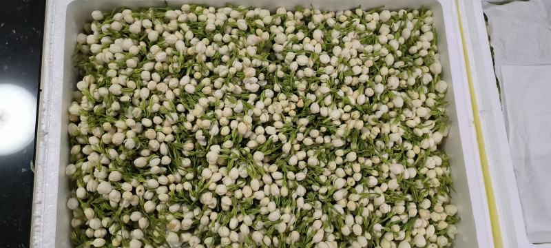 茉莉花鲜花精选新鲜茉莉花茶用花香包现摘现发各地都可以发货