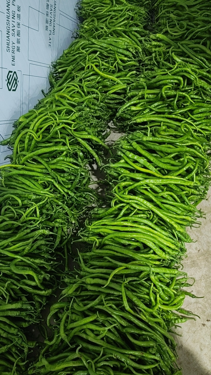 薄皮椒本地一手货货源充足质量有保证欢迎联系