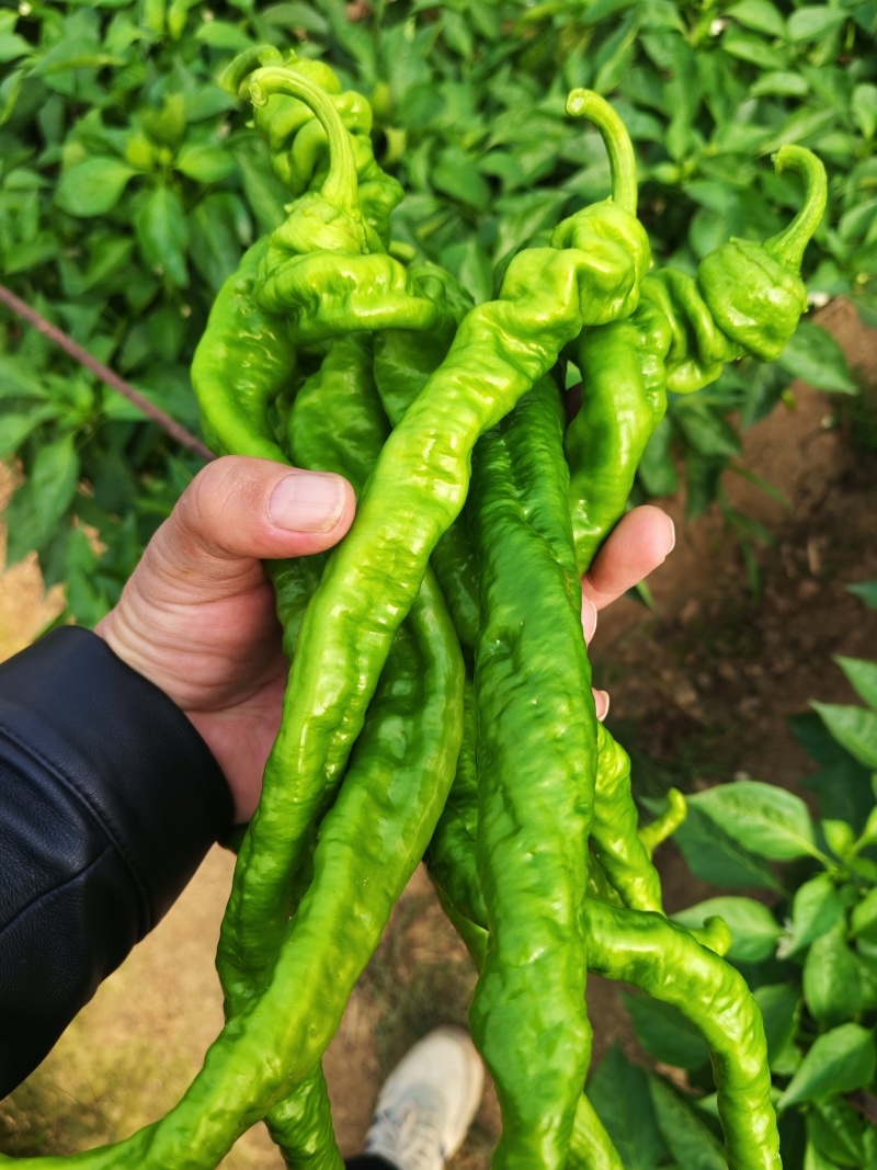 薄皮椒本地一手货货源充足质量有保证欢迎联系