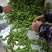 露天精品甜豌豆