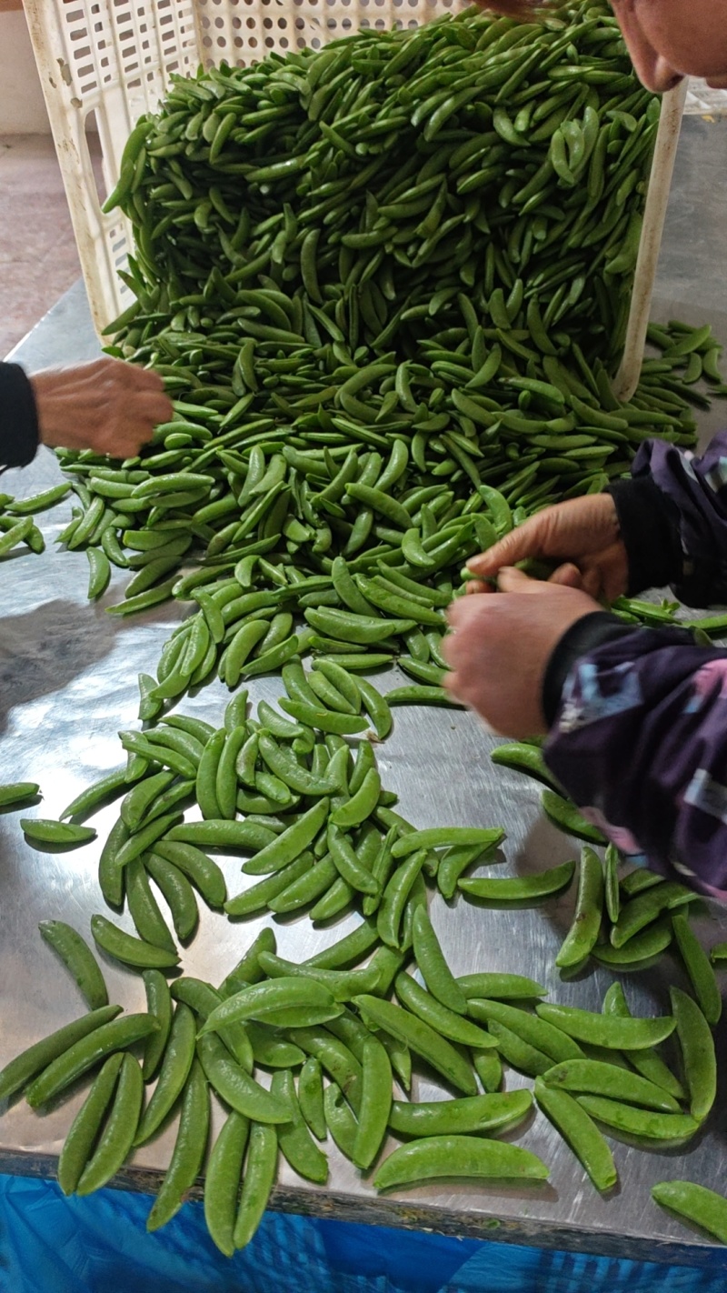 露天精品甜豌豆