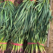 红根蒜苗