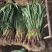 红根蒜苗