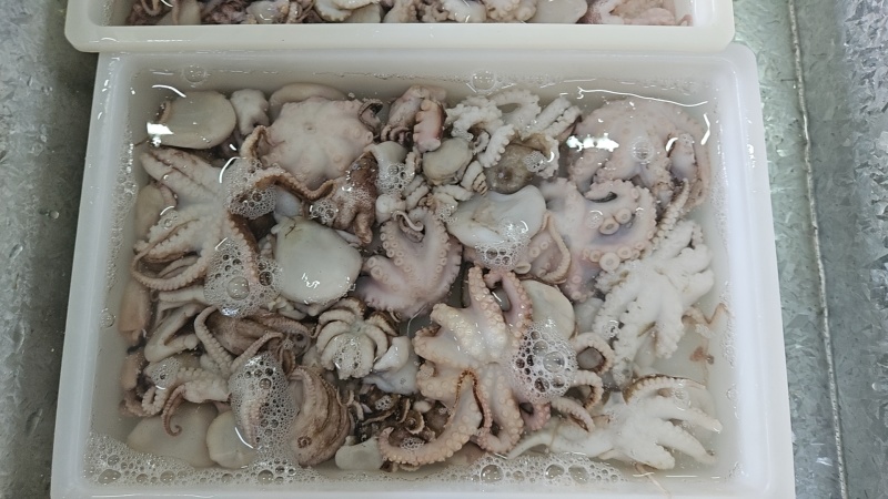 八爪鱼