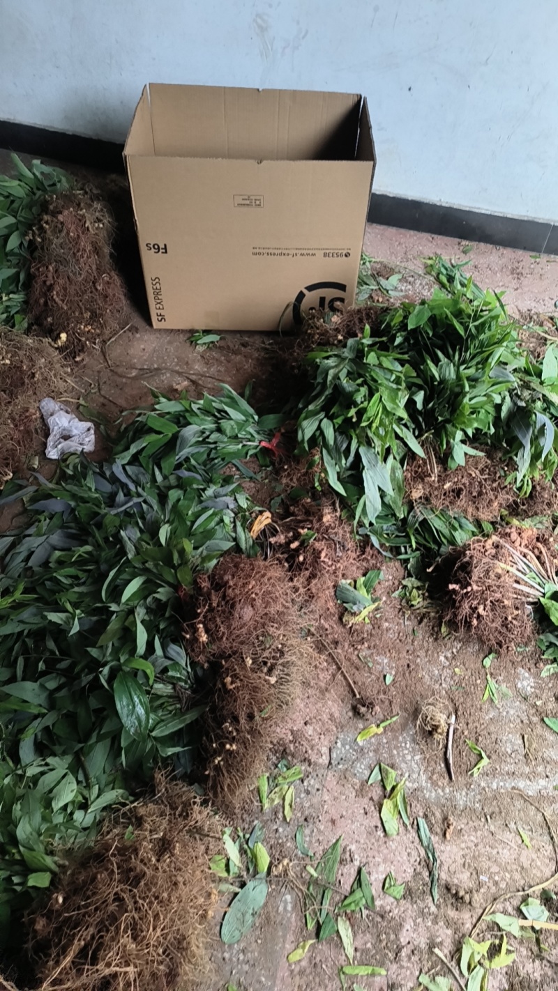 黄精苗，#黄精苗，产地直供