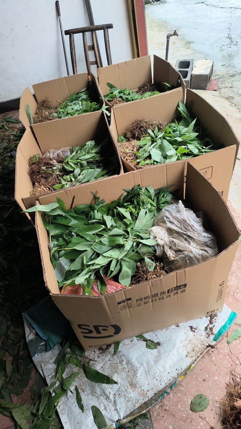 黄精苗，#黄精苗，产地直供