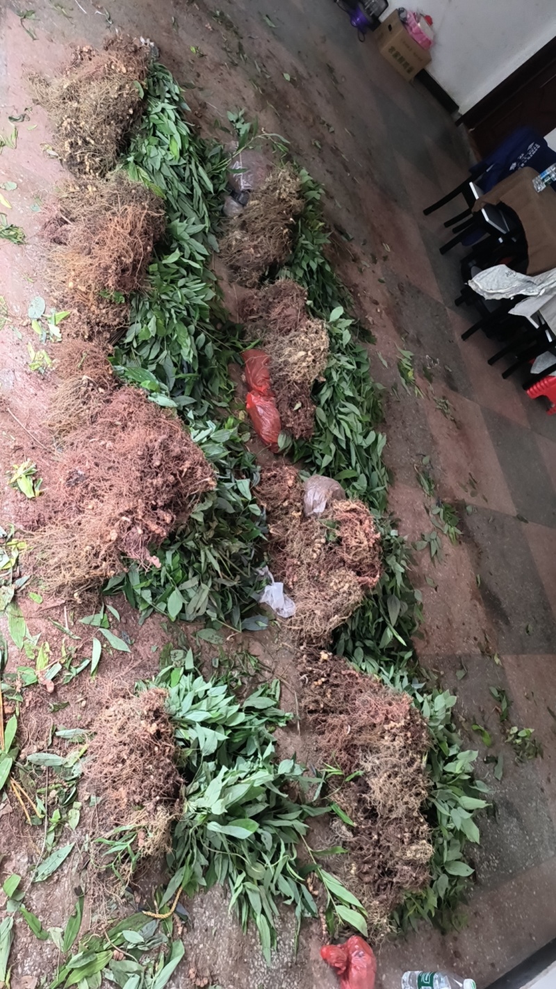 黄精苗，#黄精苗，产地直供