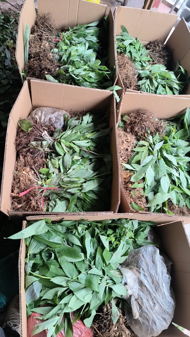 黄精苗，#黄精苗，产地直供