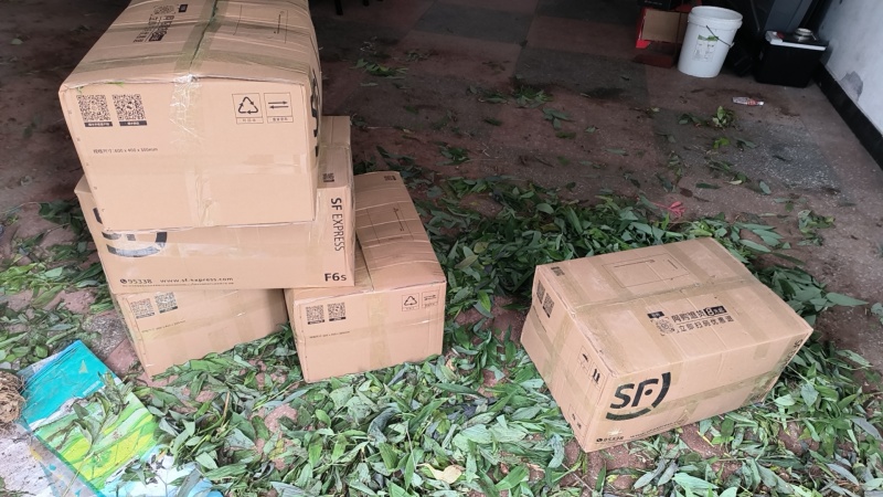 黄精苗，#黄精苗，产地直供