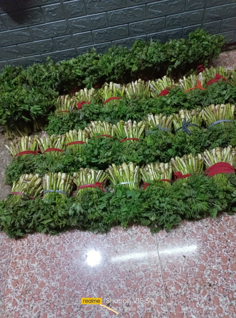 升麻苦菜销售现采的升麻头茬苦菜