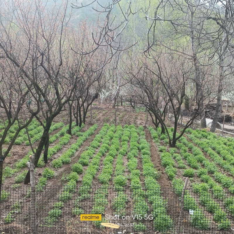 升麻苦菜销售现采的升麻头茬苦菜