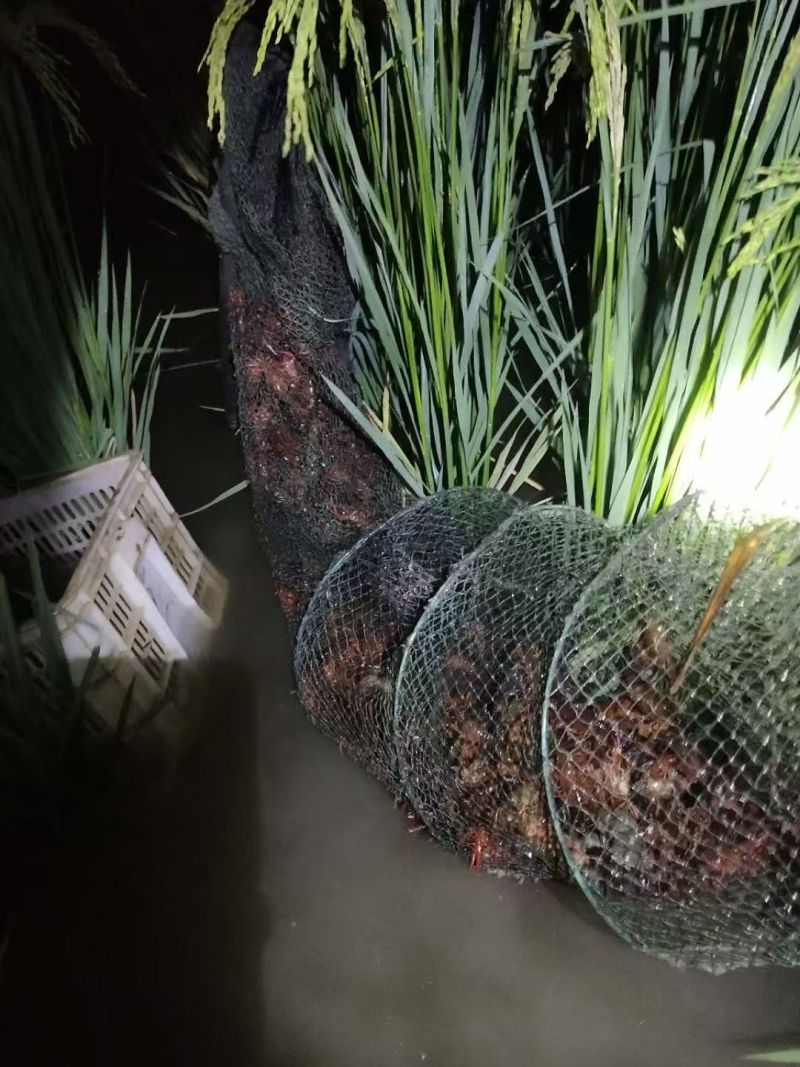南粳9108软糯不回生，煮粥更绵密，软糯不粘，口感很好