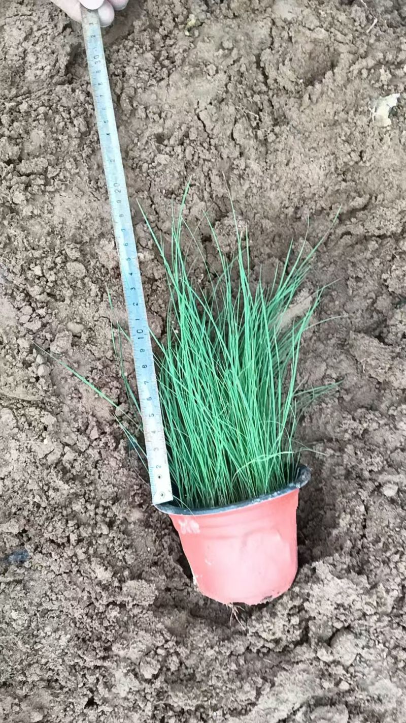 绿化苗木粉黛乱子草！基地批发！适合庭院花园小区绿化带两侧