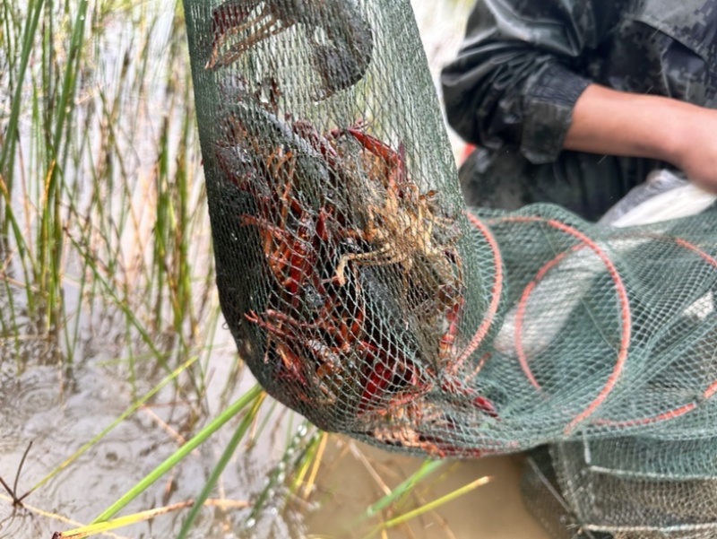 龙虾🦞