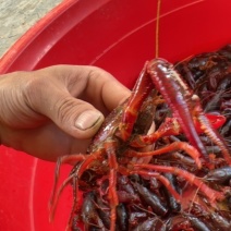 龙虾🦞