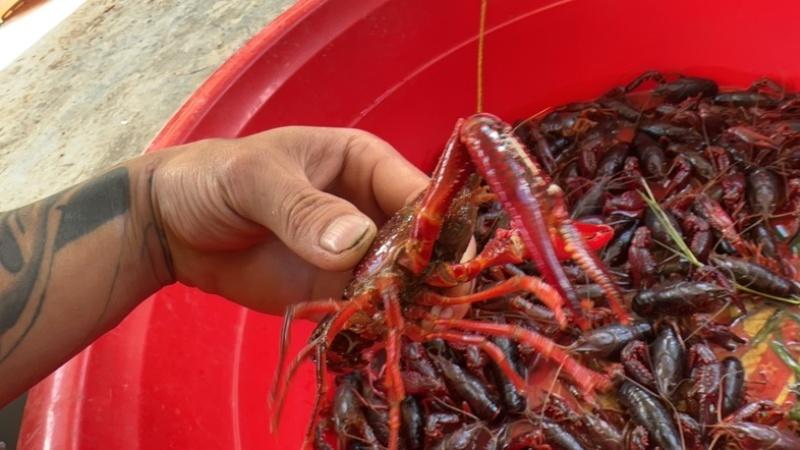 龙虾🦞