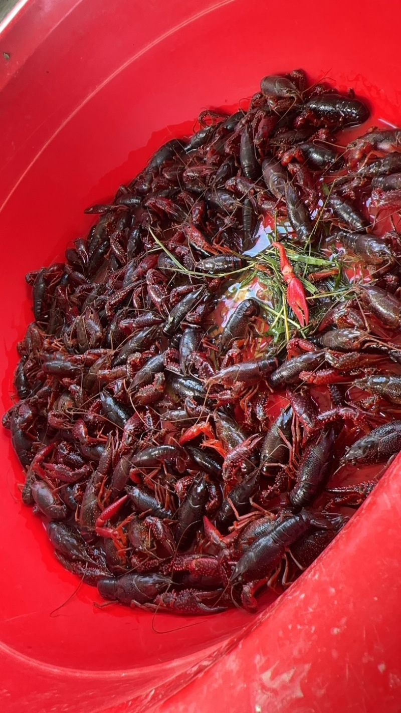 龙虾🦞