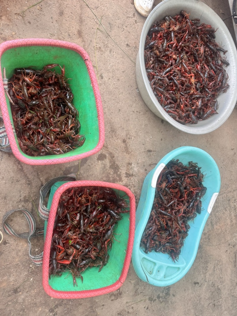 龙虾🦞