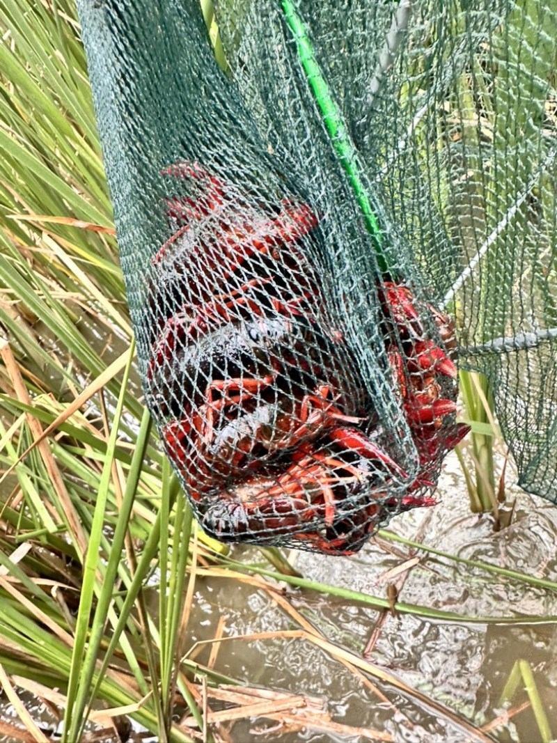 龙虾🦞