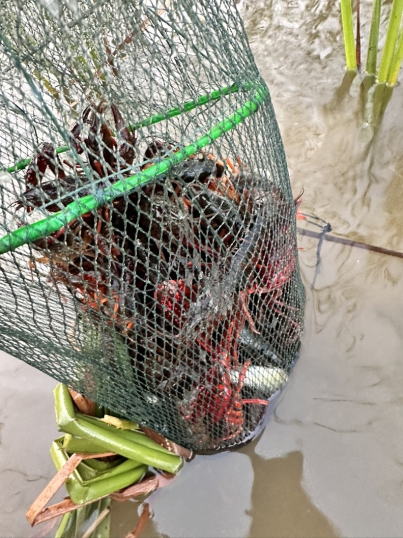 龙虾🦞