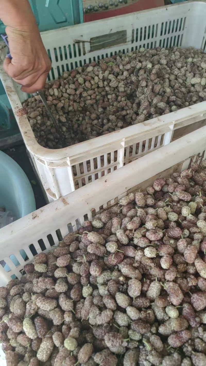 【推荐】精品桑葚货源充足量大从优质量保证欢迎咨询