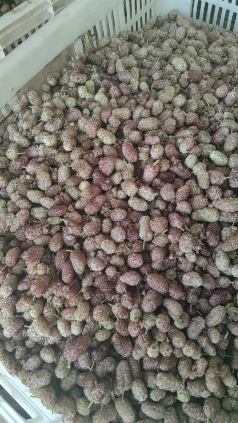 【推荐】精品桑葚货源充足量大从优质量保证欢迎咨询