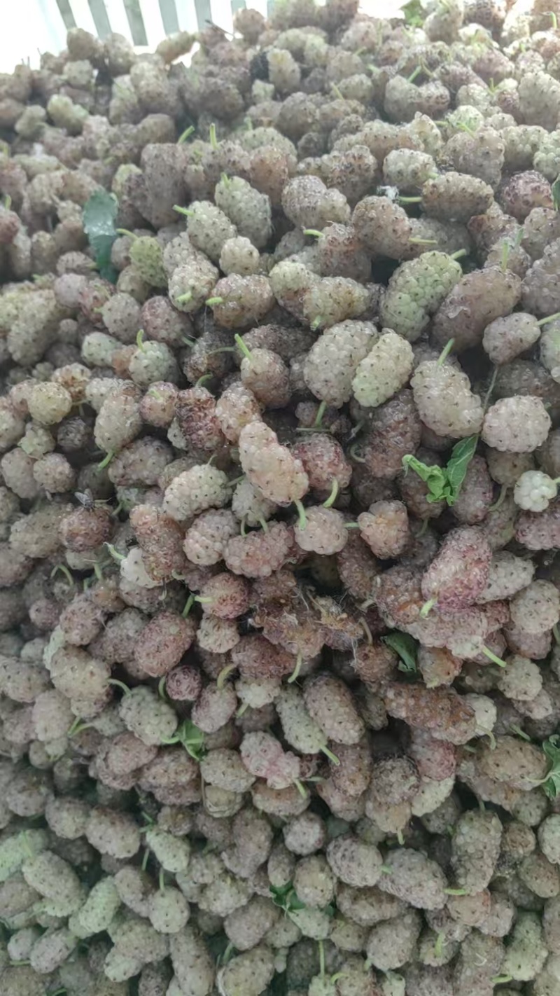 【推荐】精品桑葚货源充足量大从优质量保证欢迎咨询