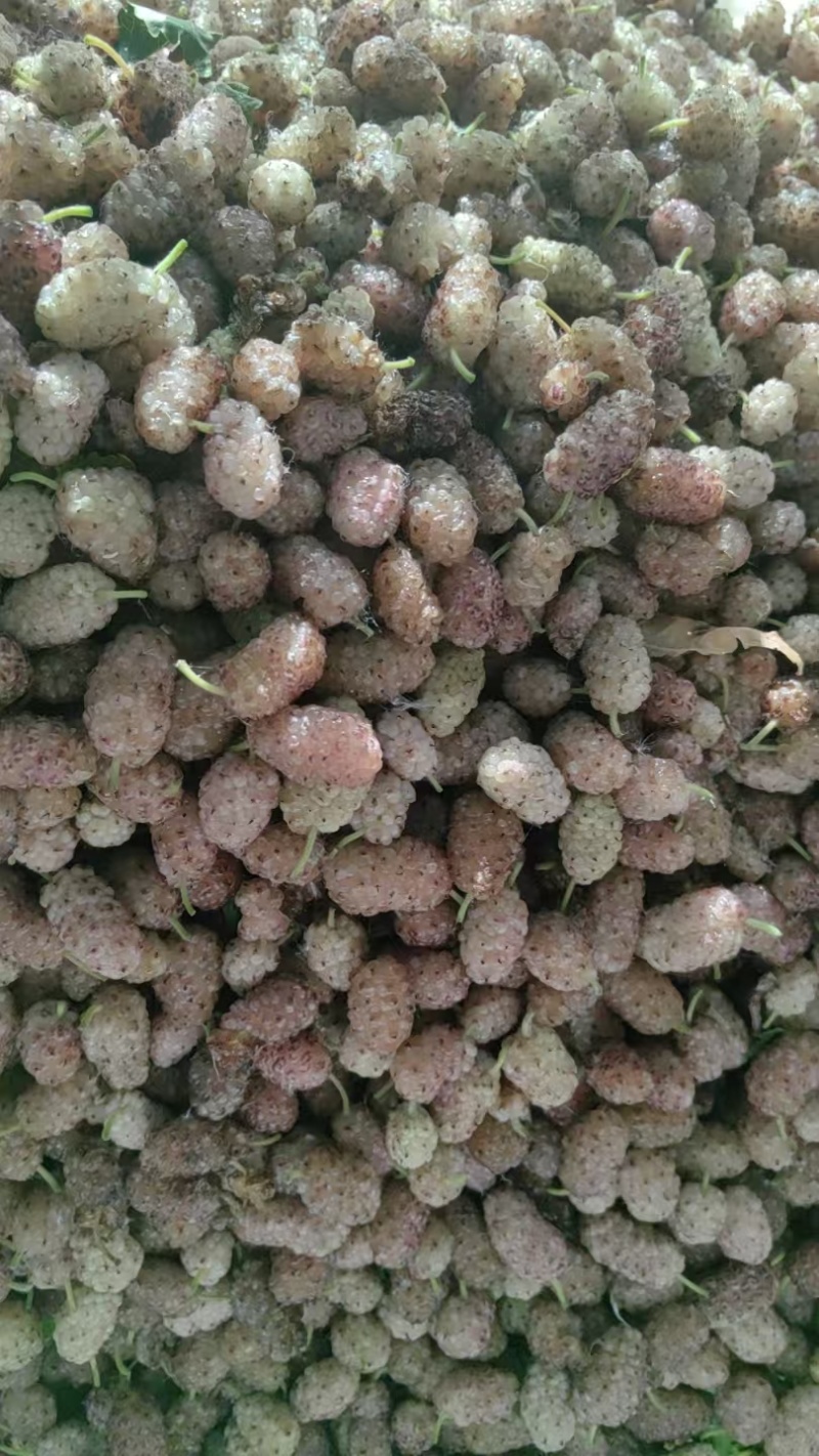 【推荐】精品桑葚货源充足量大从优质量保证欢迎咨询