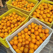 沃柑200多亩花姑娘等待出嫁，合作电商，还有越南货