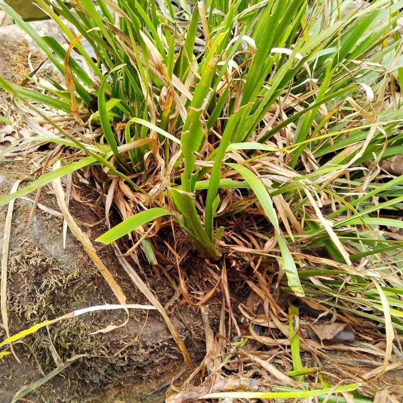 湘西野生石菖蒲