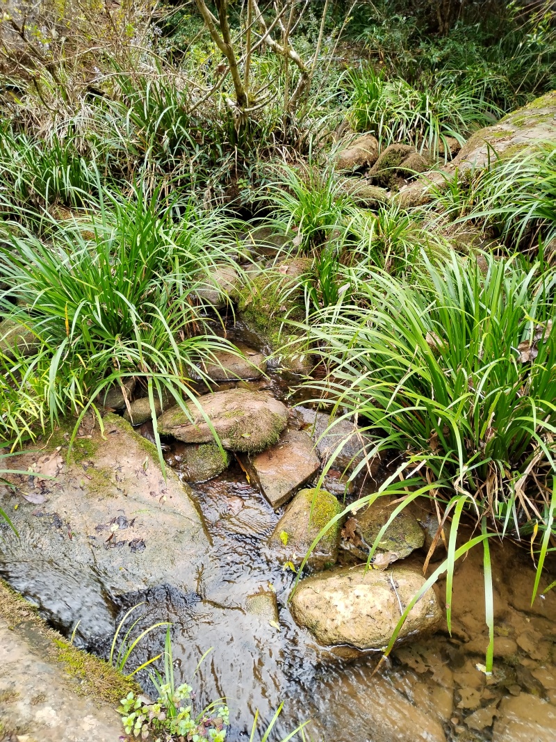 湘西野生石菖蒲