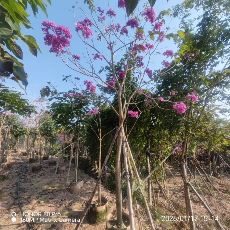 紫花风铃木