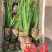 马蔺碗4毛，大田一头1毛