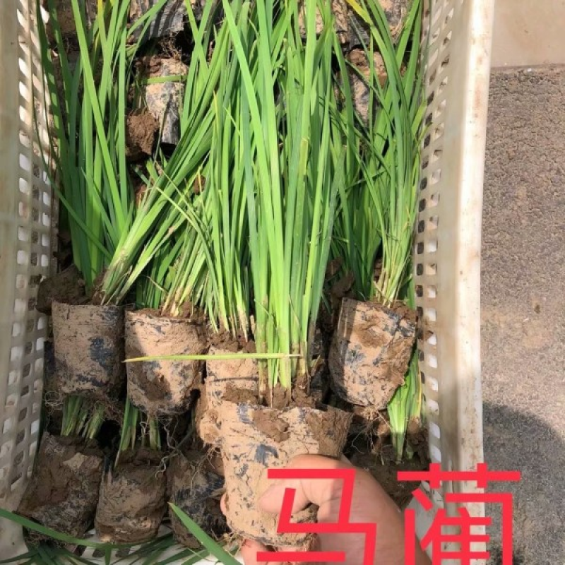 马蔺碗4毛，大田一头1毛