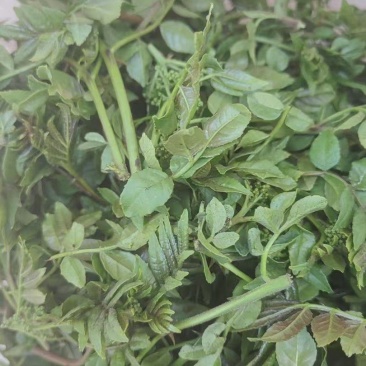 花椒芽，新鲜野生现摘，特菜