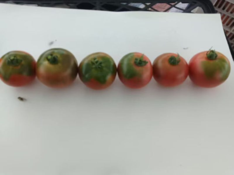 草莓西红柿铁皮西红柿精品西红柿，硬度杠杠的，箱装现货！