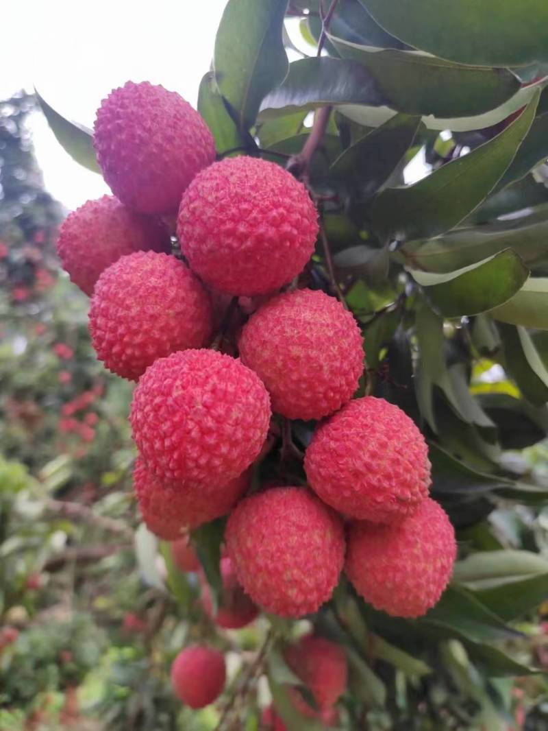 桂味荔枝电商件！！
