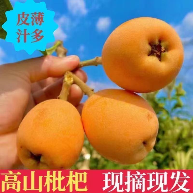 重庆云阳大五星枇杷基地直发对接全国提供一条龙服务价格美