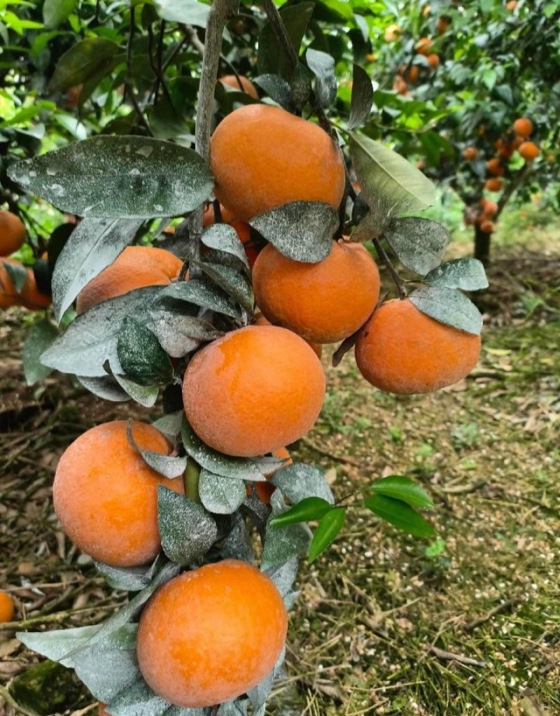沃柑