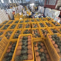 徐闻金钻凤梨日发5万斤➕能力，欢迎电商，直播老板砸单